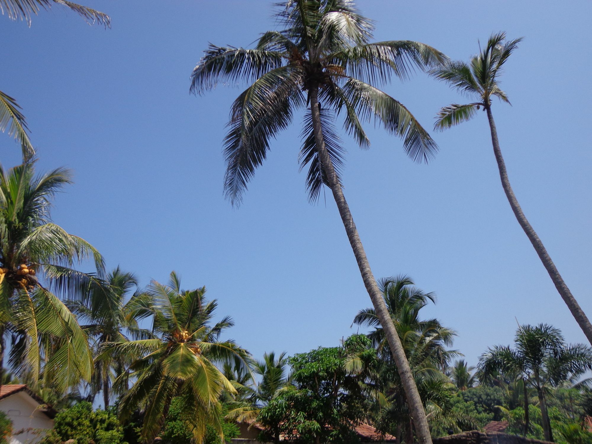 Hotel Star White - Negombo Kudapaduwa Экстерьер фото